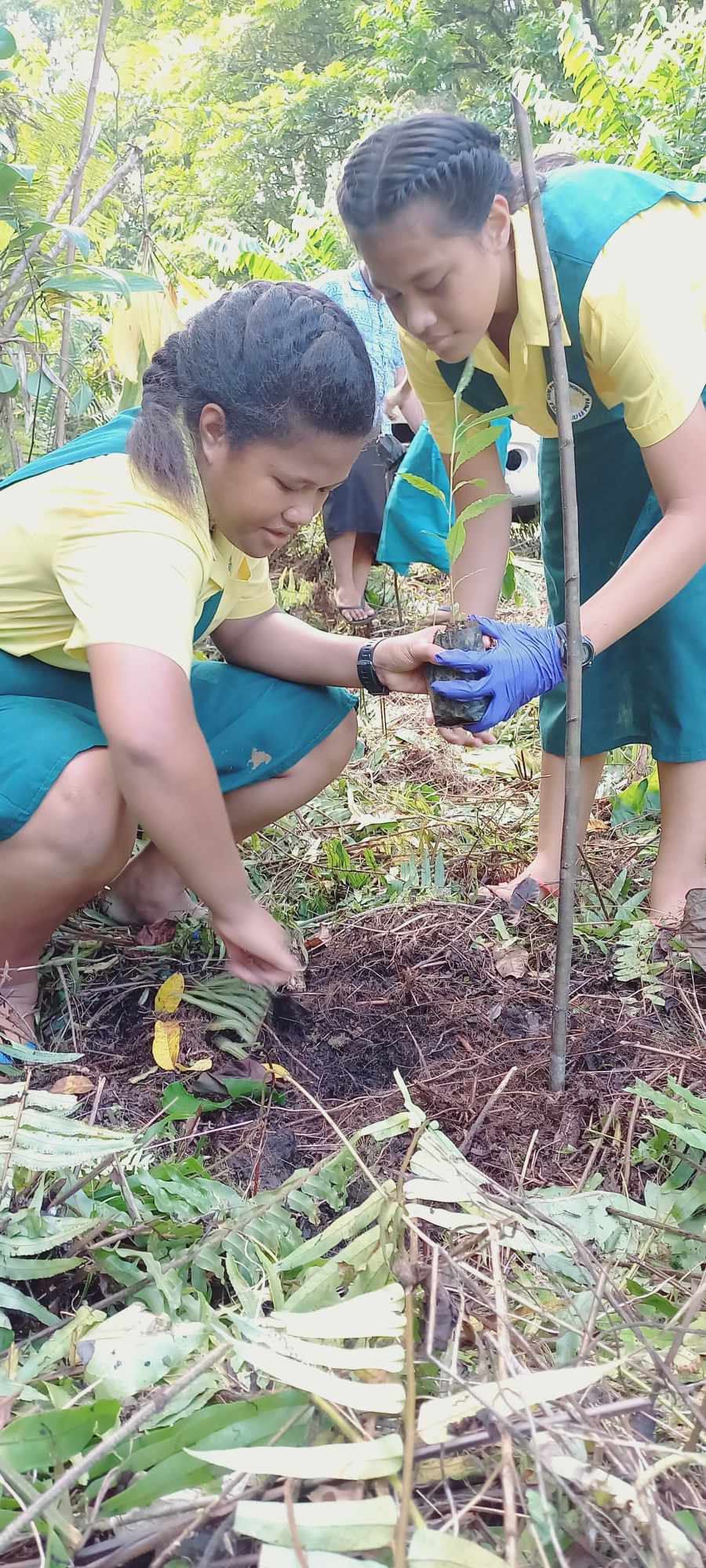 Community primary school students planting native trees in Ole Pupu Pue National Park, Samoa