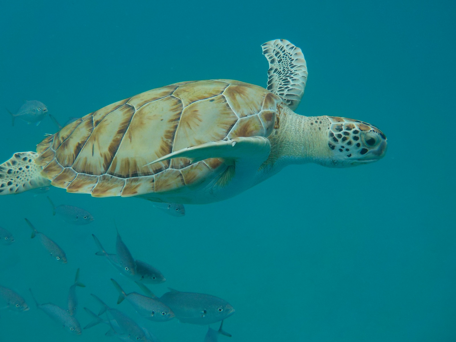 Green Turtle (Chelonia mydas) swimming in Ocean in Barbados