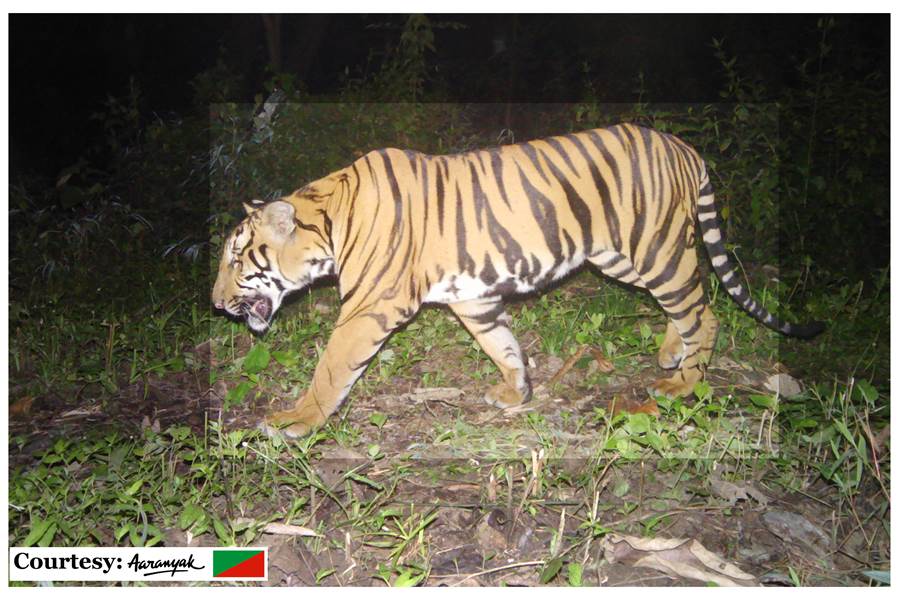 A tiger camera-trapped at the Panbari Range of Manas National Park