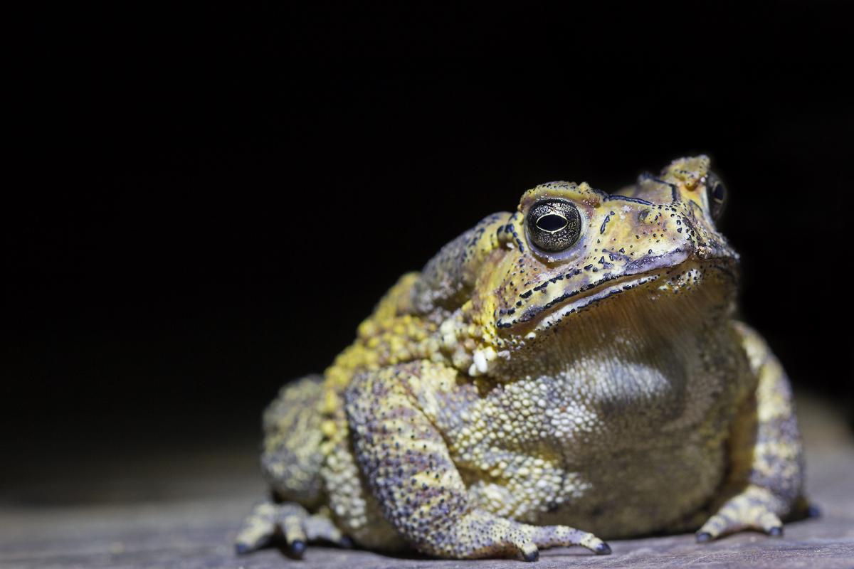 Asian common toad (Duttaphrynus melanostictus)