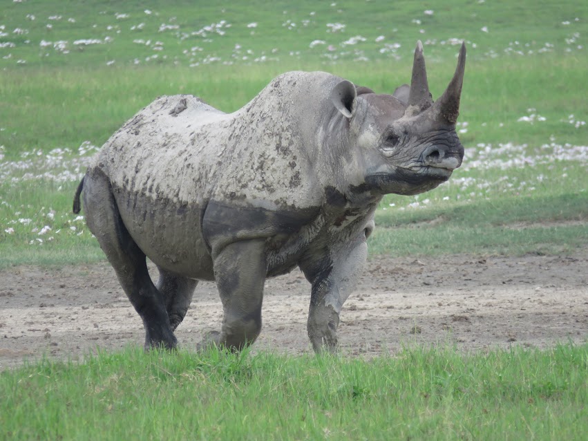 Black rhino, Tanzania 