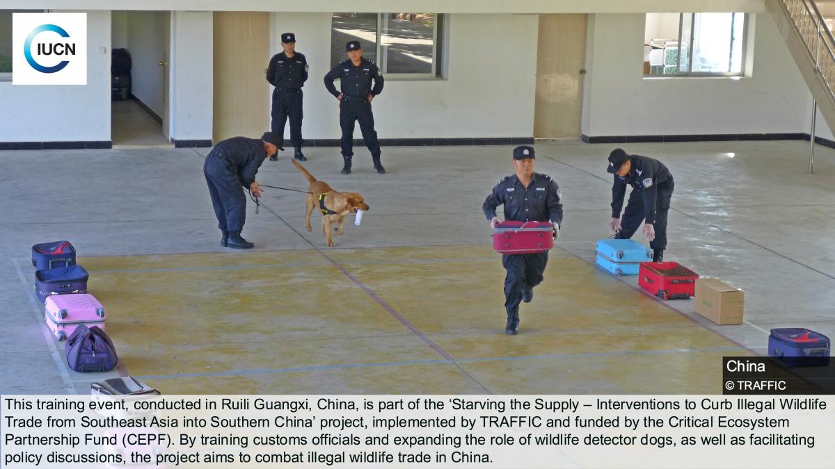 Meeting to expand the role of wildlife detector dogs in Ruili Guangxi, China 