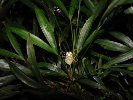 Dicranopygium goudotii