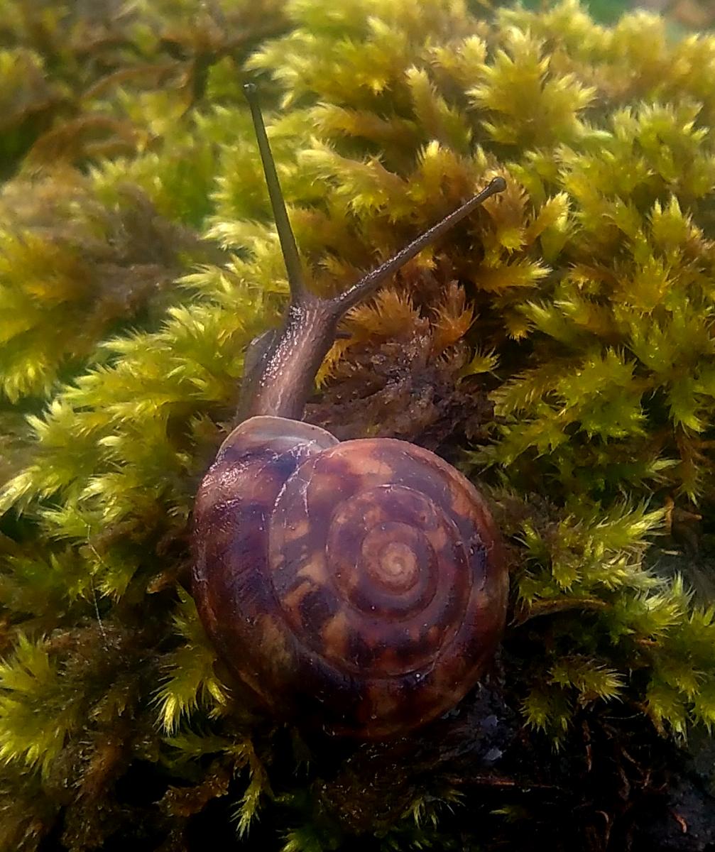 Helicigona lapicida, a lapidary snail