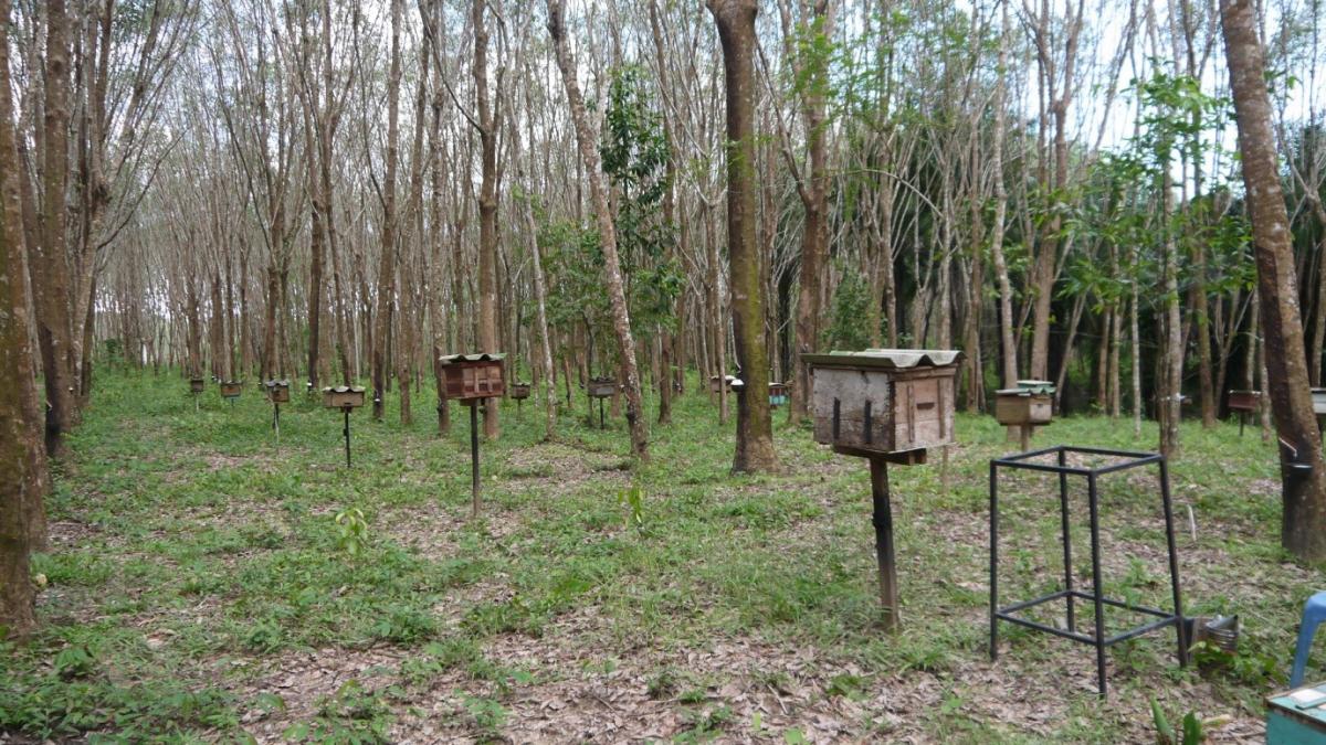 Simple wooden beehives in situated a rubber plantation