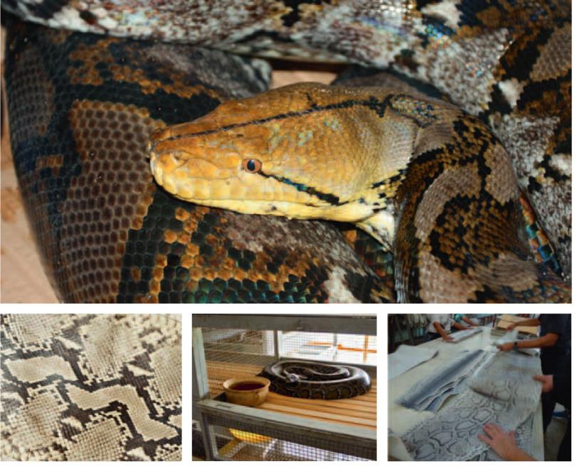Python and python skins
