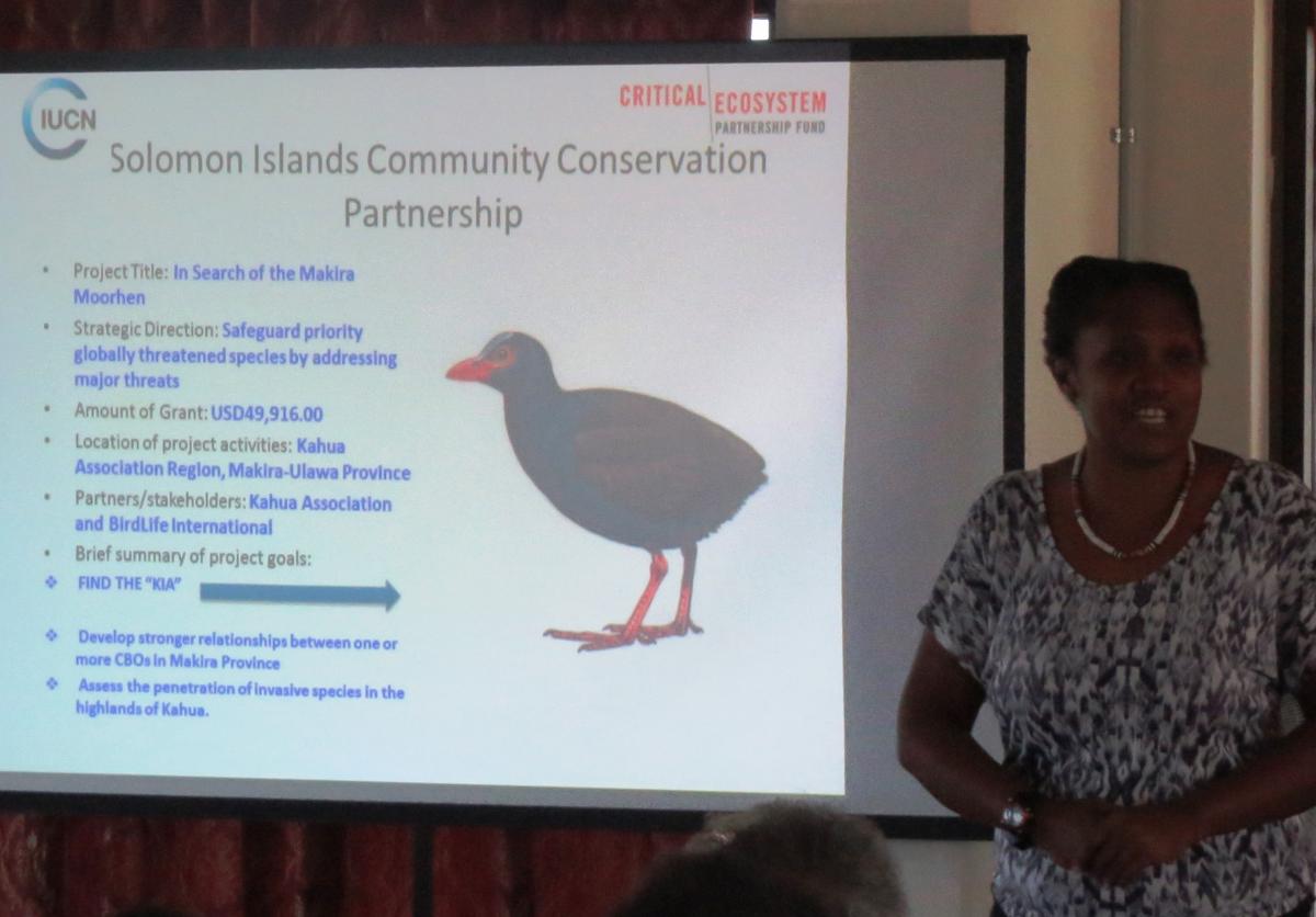 SICCP present on collaborative work with BirdLife and Kahua Association to search for the Makira Moorhen