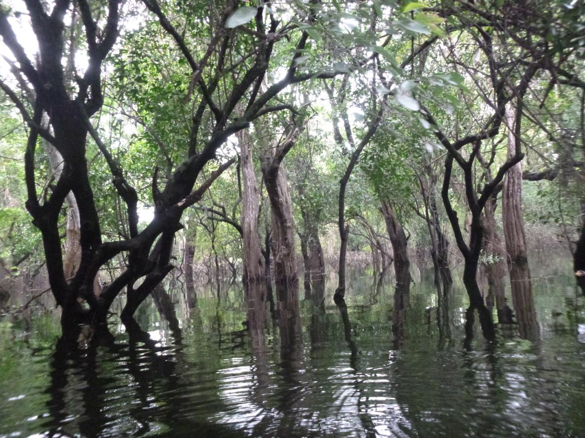 Flooded forest in Stung Sen core area, Cambodia 