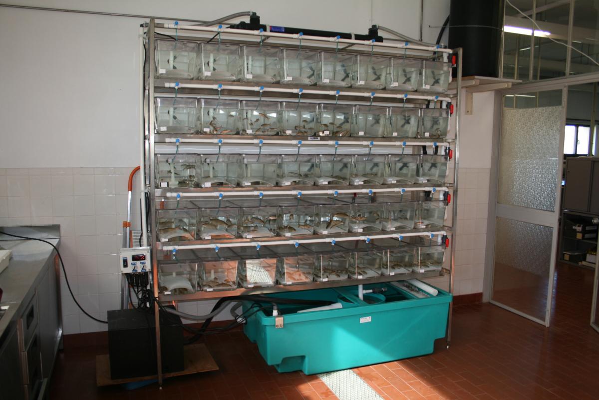 Holding tanks for fish species suitable as hosts for mussel larvae