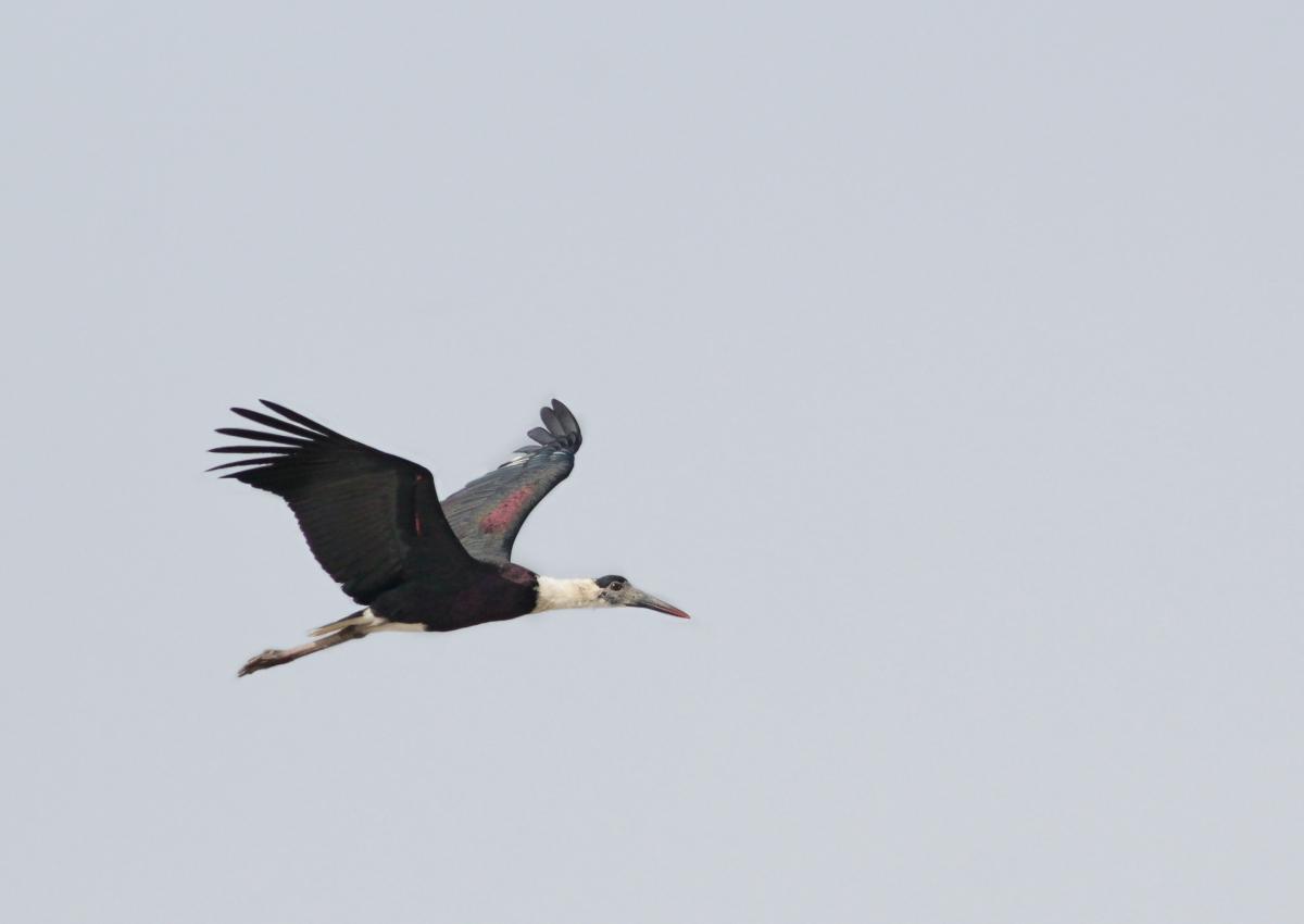 Woolly-necked black stork in northern Bangladesh