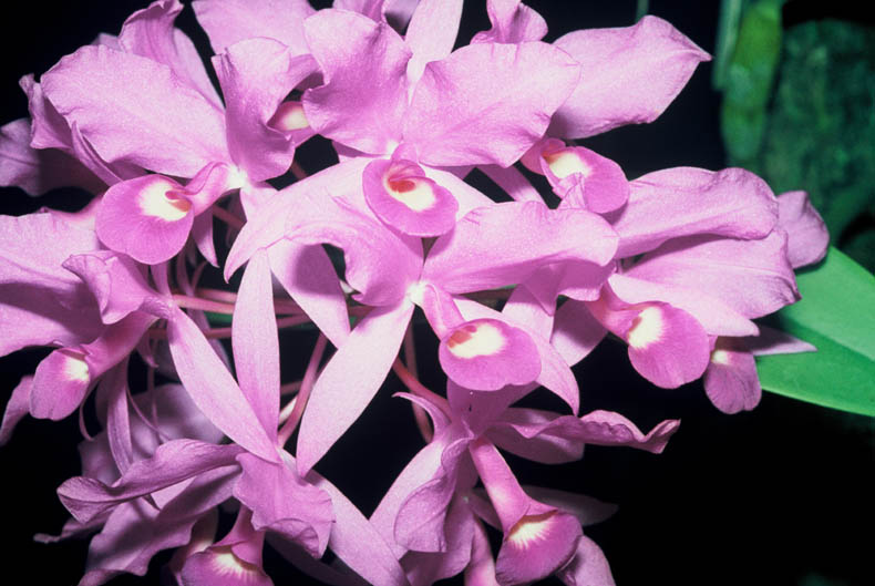 Cattleya skinneri orchid