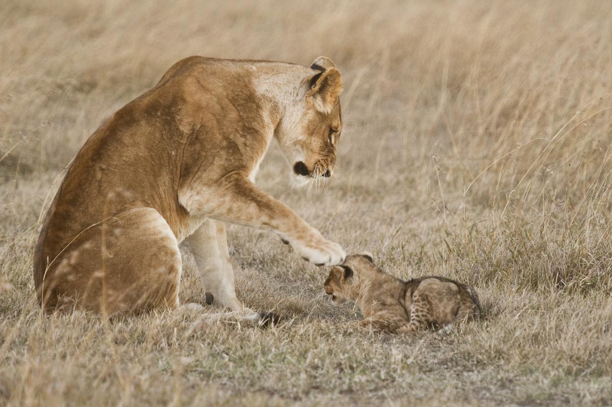 A lioness with its cub on Ol Pejeta