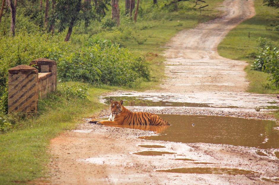 A tiger relaxes on a decommissioned road through Nagarahole Tiger Reserve - ©Abhijith N