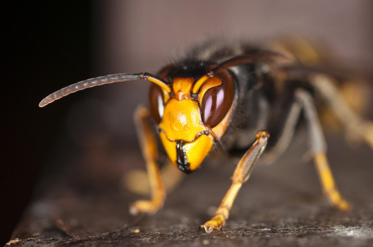 Asian hornet (Vespa velutina)