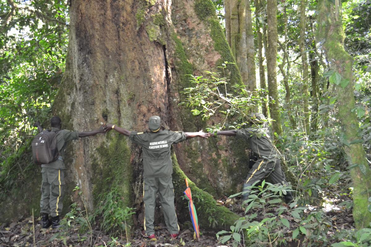 A giant Entandrophragma excelsa, one of the most characteristic species in the forest