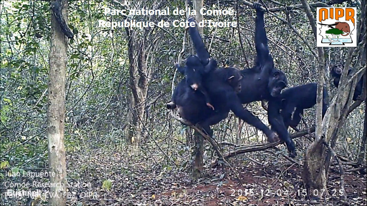 Chimpanzees in Comoé National Park, Côte d'Ivoire