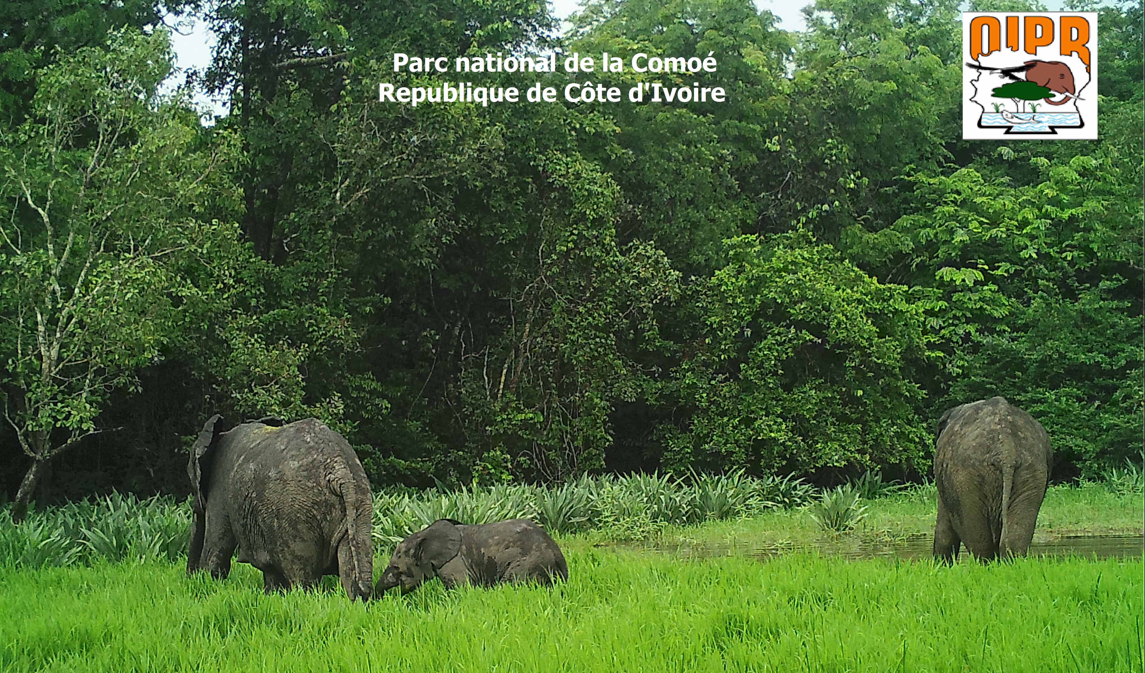 Elephants in Comoé National Park, Côte d'Ivoire