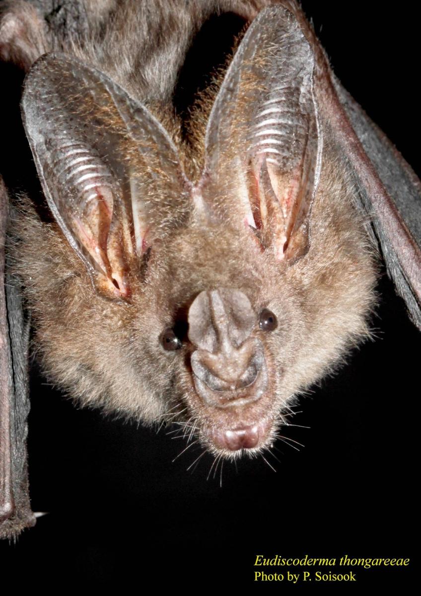 Thongaree’s Disc-nosed Bat (Eudiscoderma thongareeae)