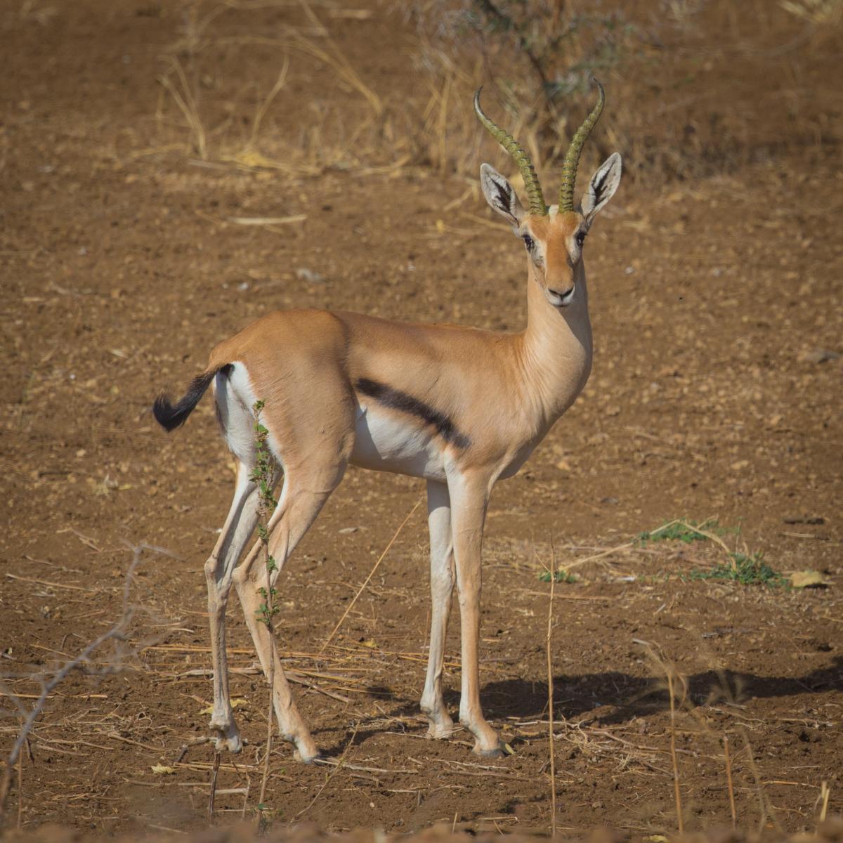 Heuglin's Gazelle (Eudorcas tilonura)