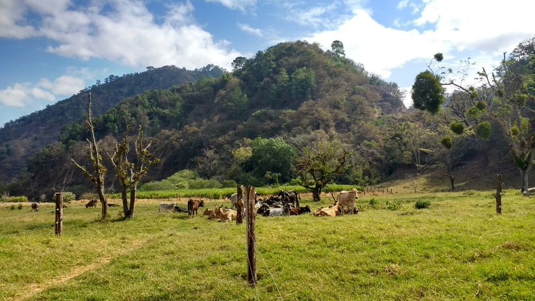Silvopastoril en Chiapas, México, sistema productivo de restauración de paisaje 