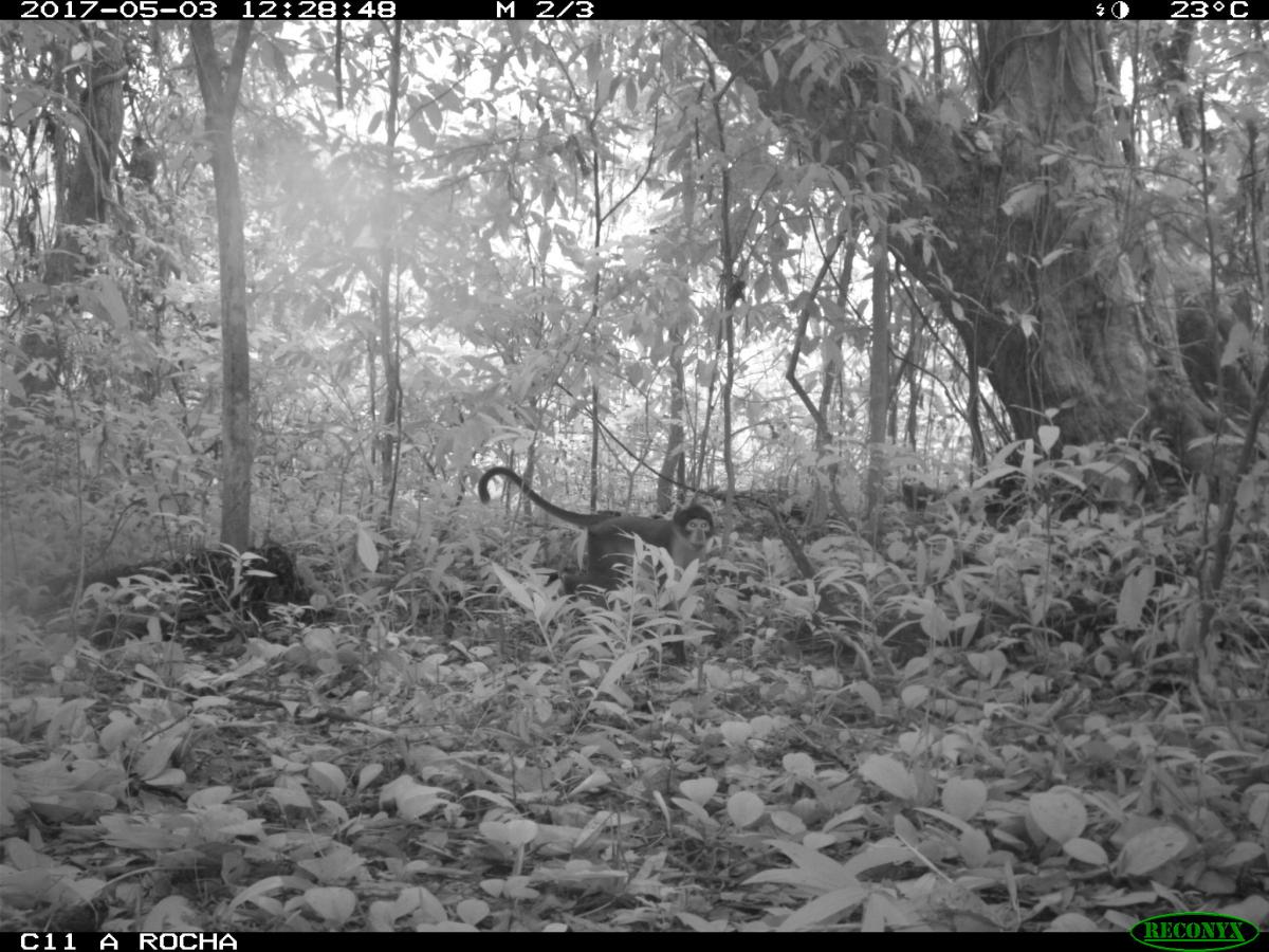 White-naped Mangabey recently discovered by scientists in the Atewa Forest using camera traps