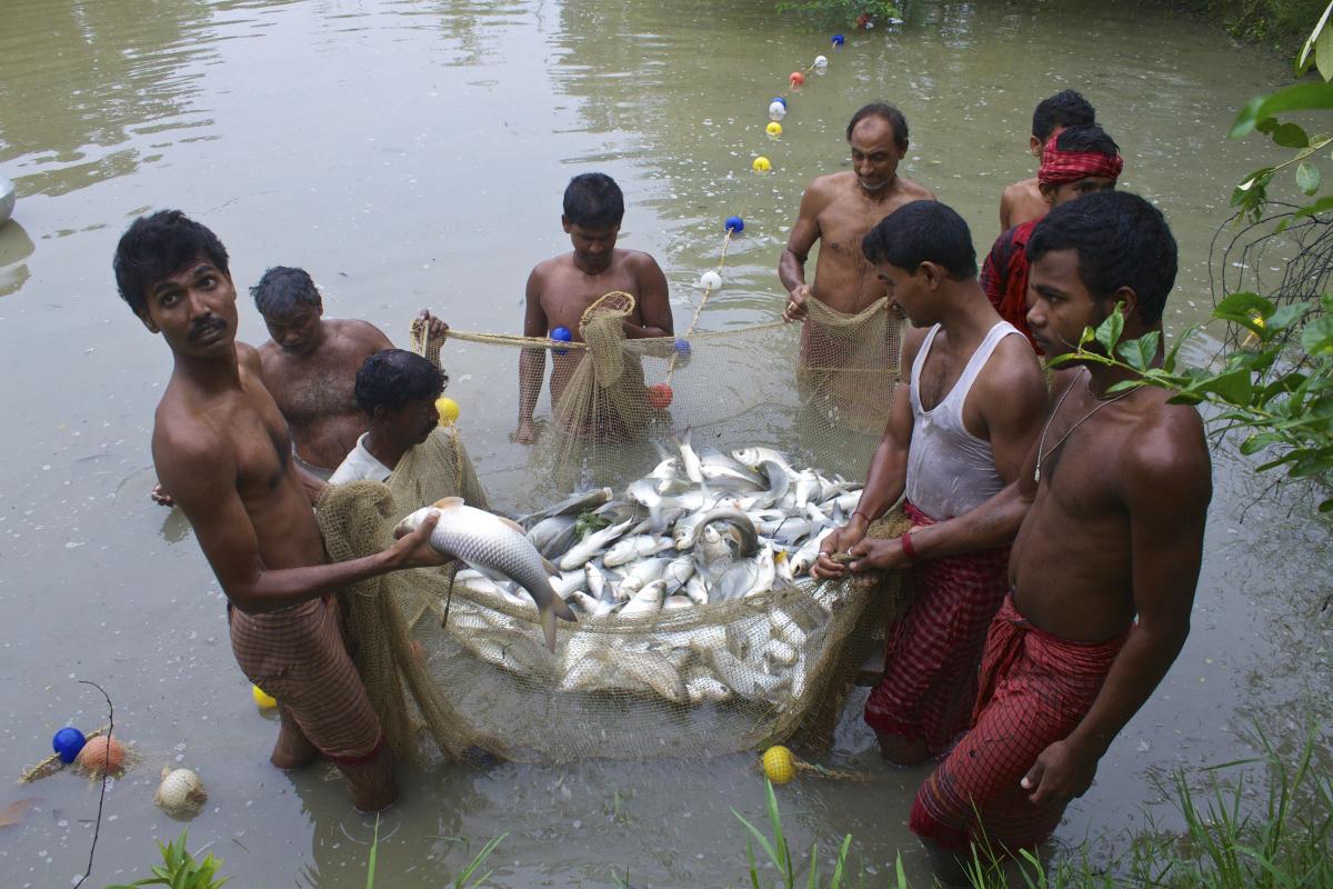 Many local communities depend on their ponds for their livelihoods. Integrated fishing is commonly practiced here.