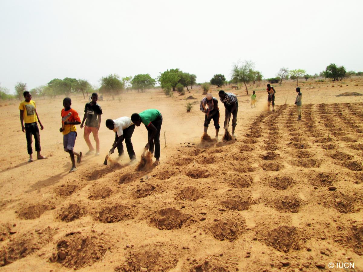 Making of zaï pits in Tougou village, Burkina Faso