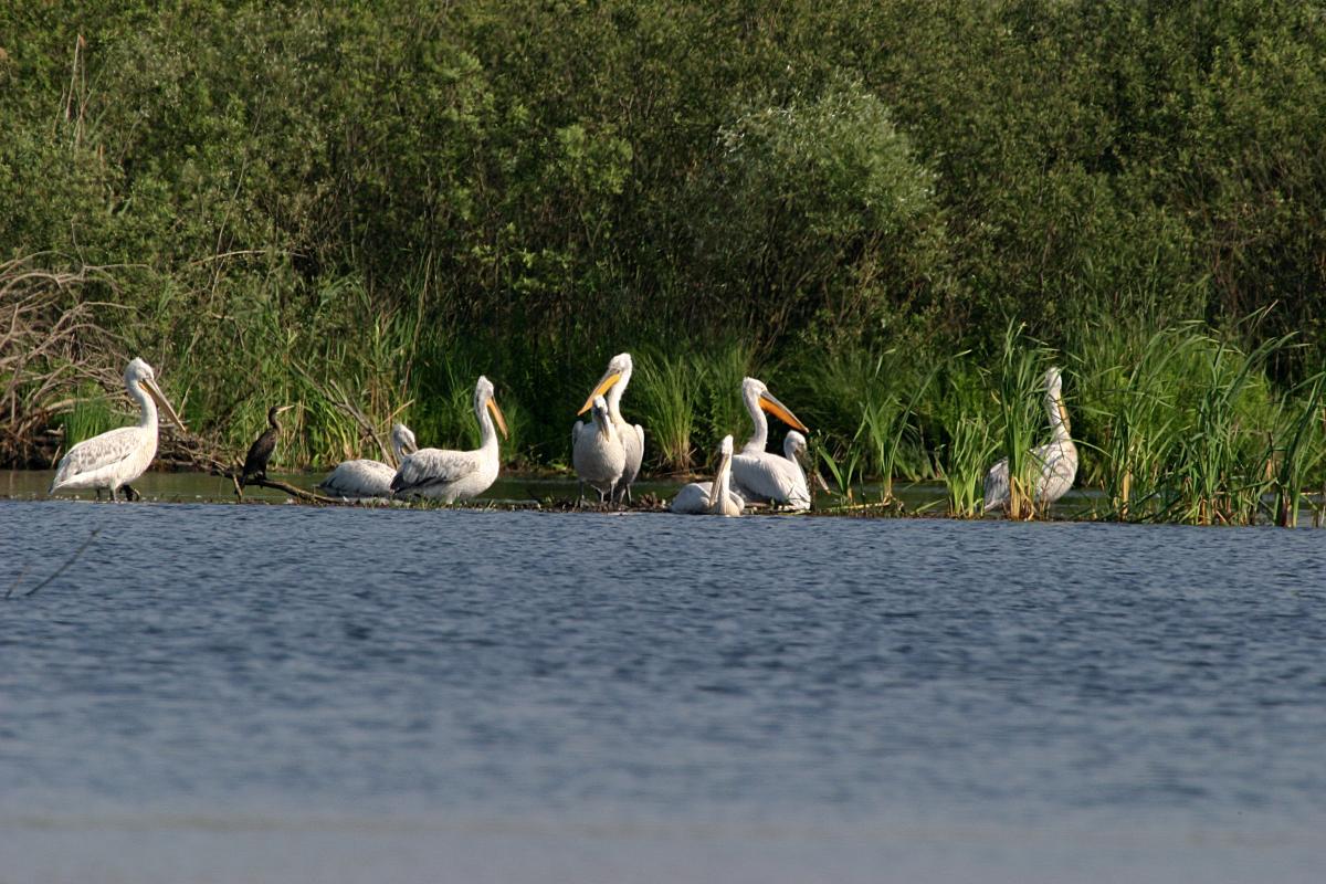 Dalmatian Pelicans at Lake Skadar