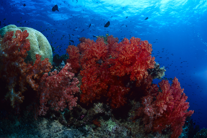 Soft corals in the Beqa Lagoon, Vitu Levu, Fiji