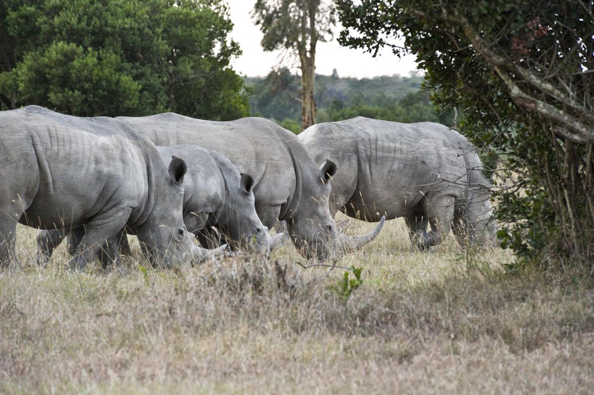 Southern white rhinos grazing on the Ol Pejeta Conservancy.