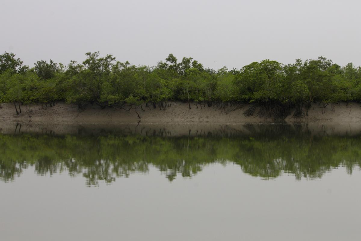 The Indian Sundarban mangroves at high tide