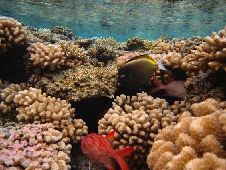 Tropical fish and coral reefs around the Fakarava atoll in French Polynesia