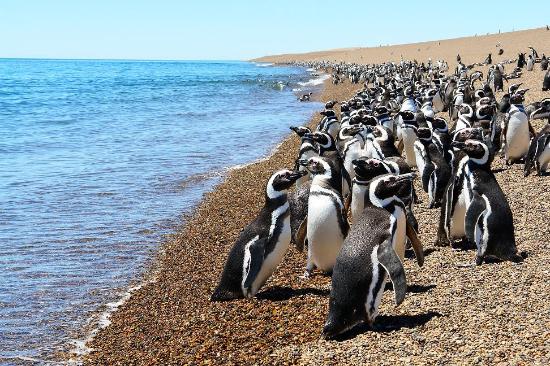 World's largest Magellanic Penguin colony, San Lorenzo