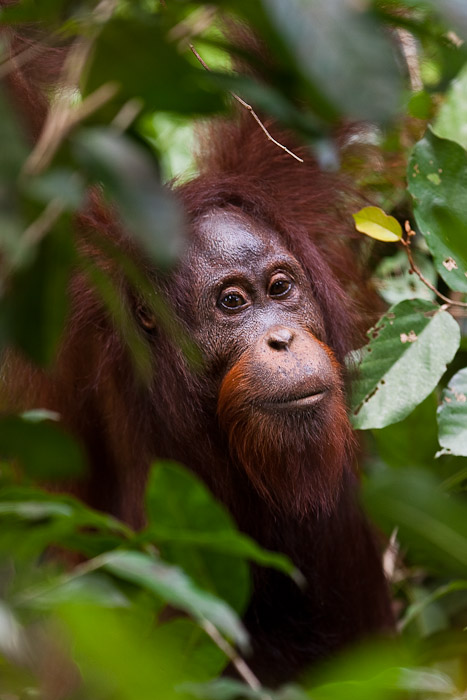 Orangutans face increasing threats from expanding palm oil plantations