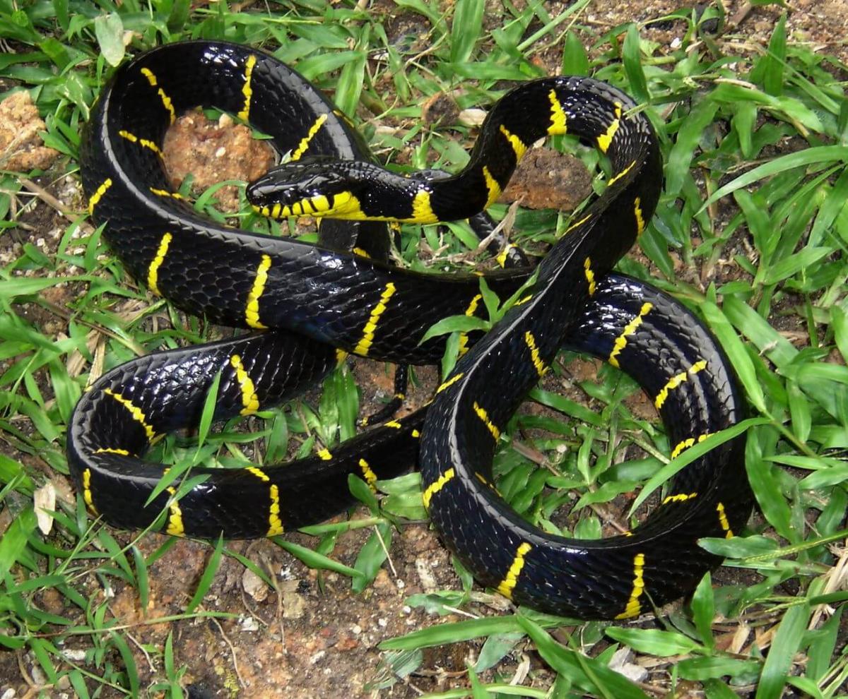 Cat-Eyed Mangrove Snake