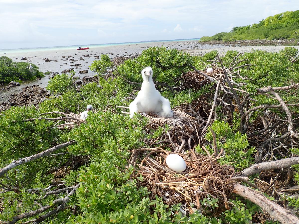 Frigate chick, Passeru Atoll