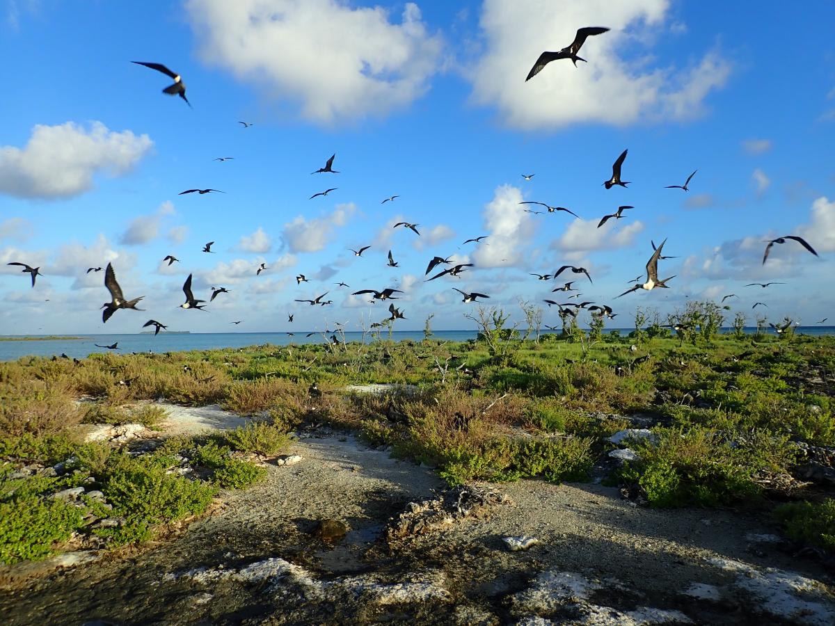 Frigates flying, Passeru Atoll
