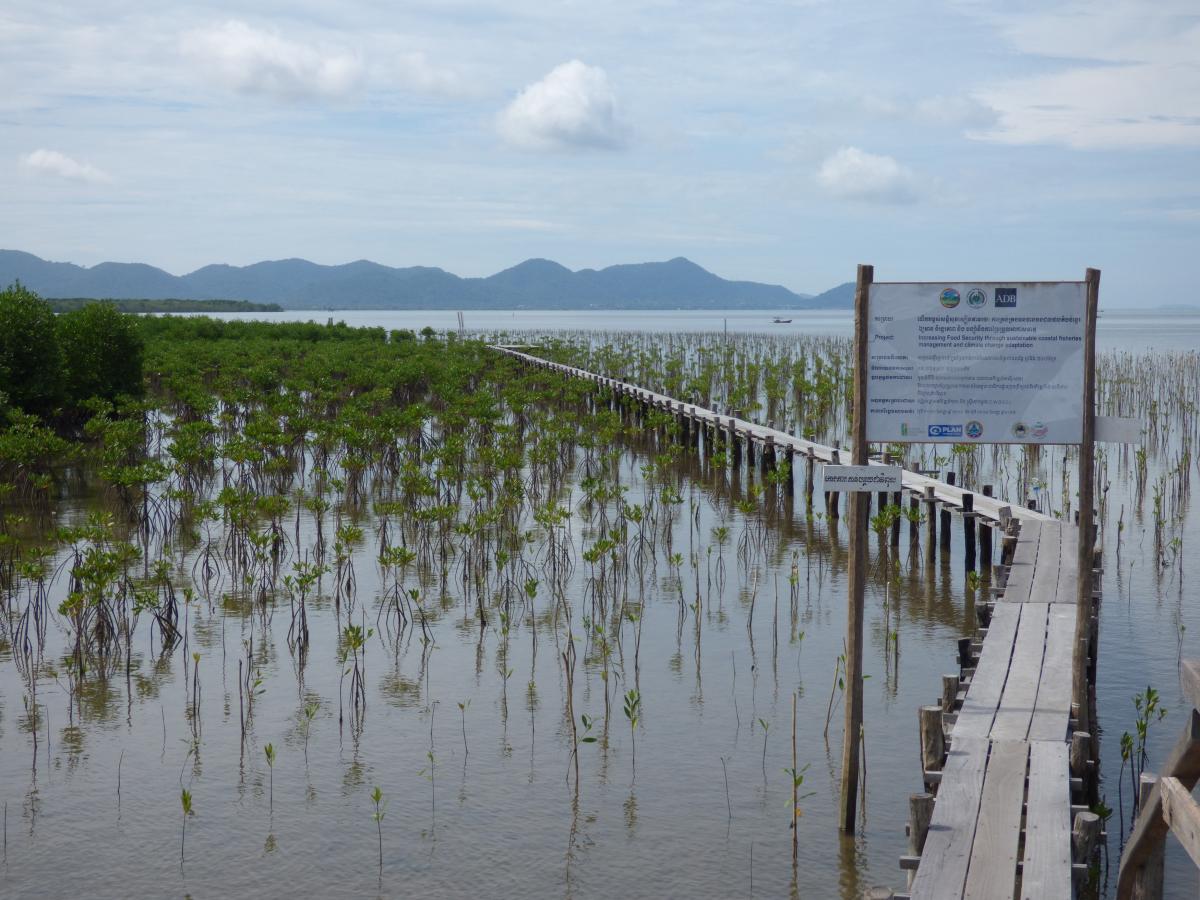 A signboard is suspended above a narrow boardwalk through a forest of mangrove saplings at high tide