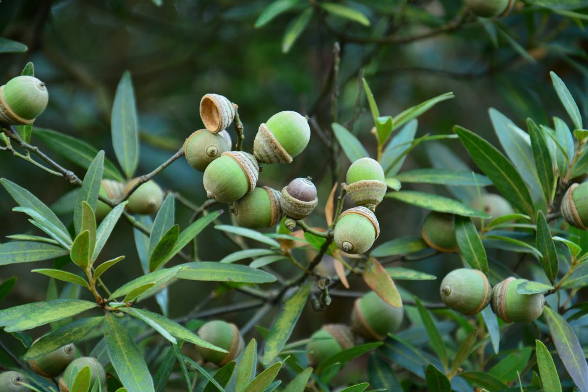 Endangered Quercus bambusifolia