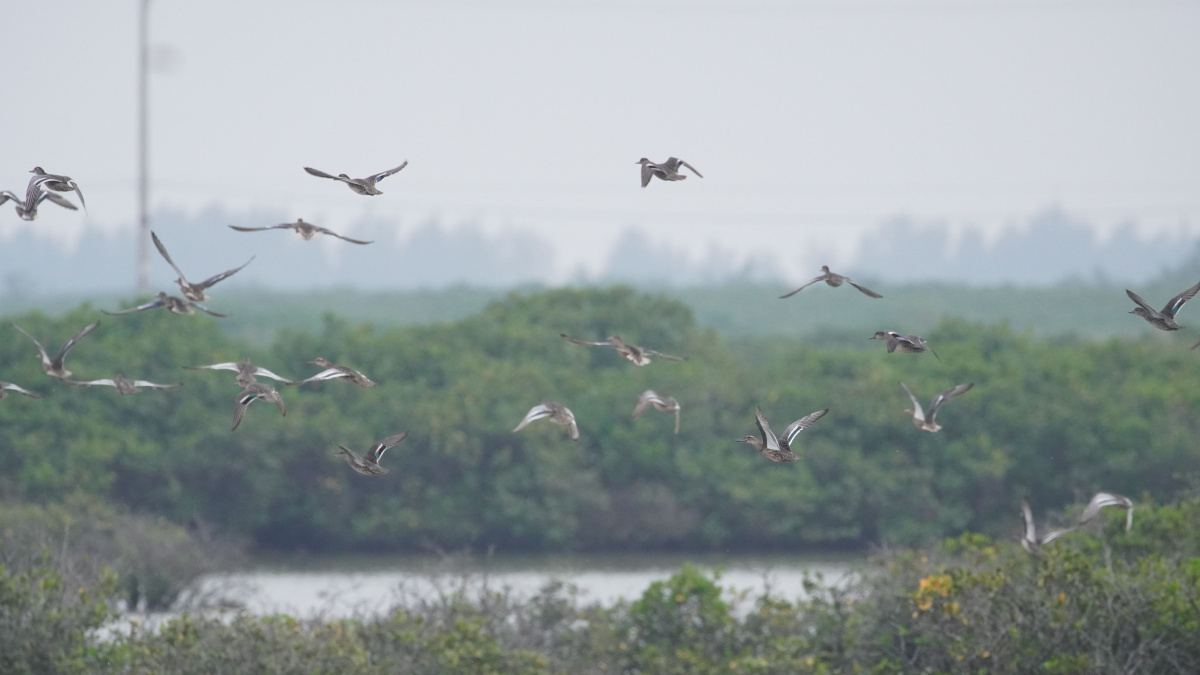 Large numbers of migratory waterbirds visit Xuan Thuy National Park annually
