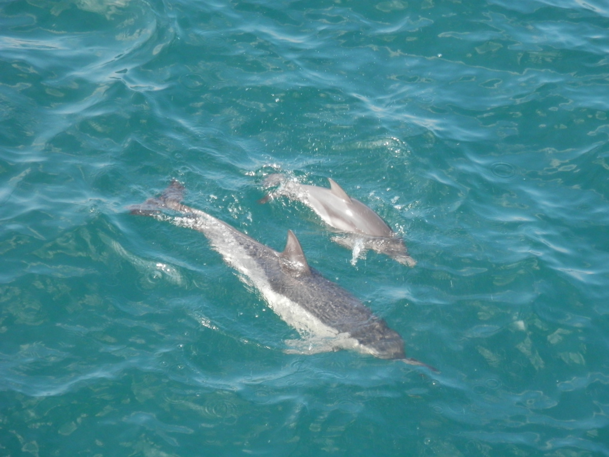 Black Sea tursiops bottlenose dolphin