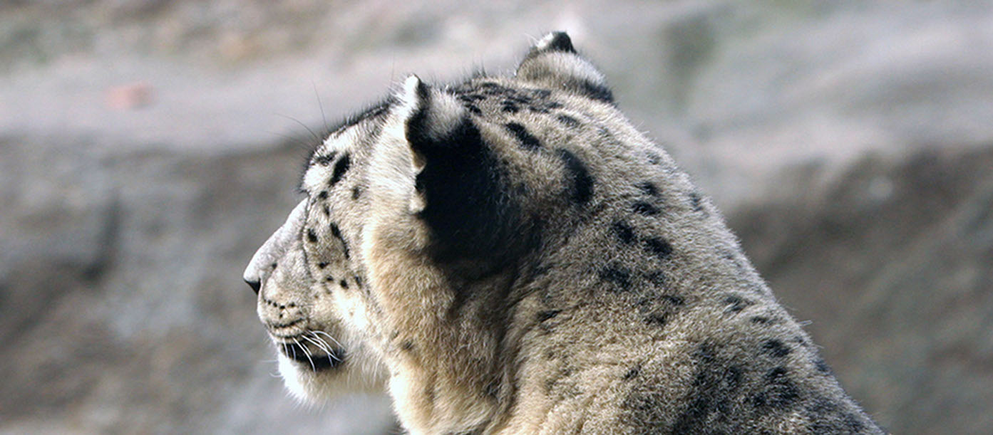 Mother and cub Snow Leopard (Panthera uncia)