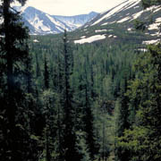 Virgin Komi Forests, Russian Federation