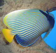 Emperor angelfish in the Red Sea, Egypt