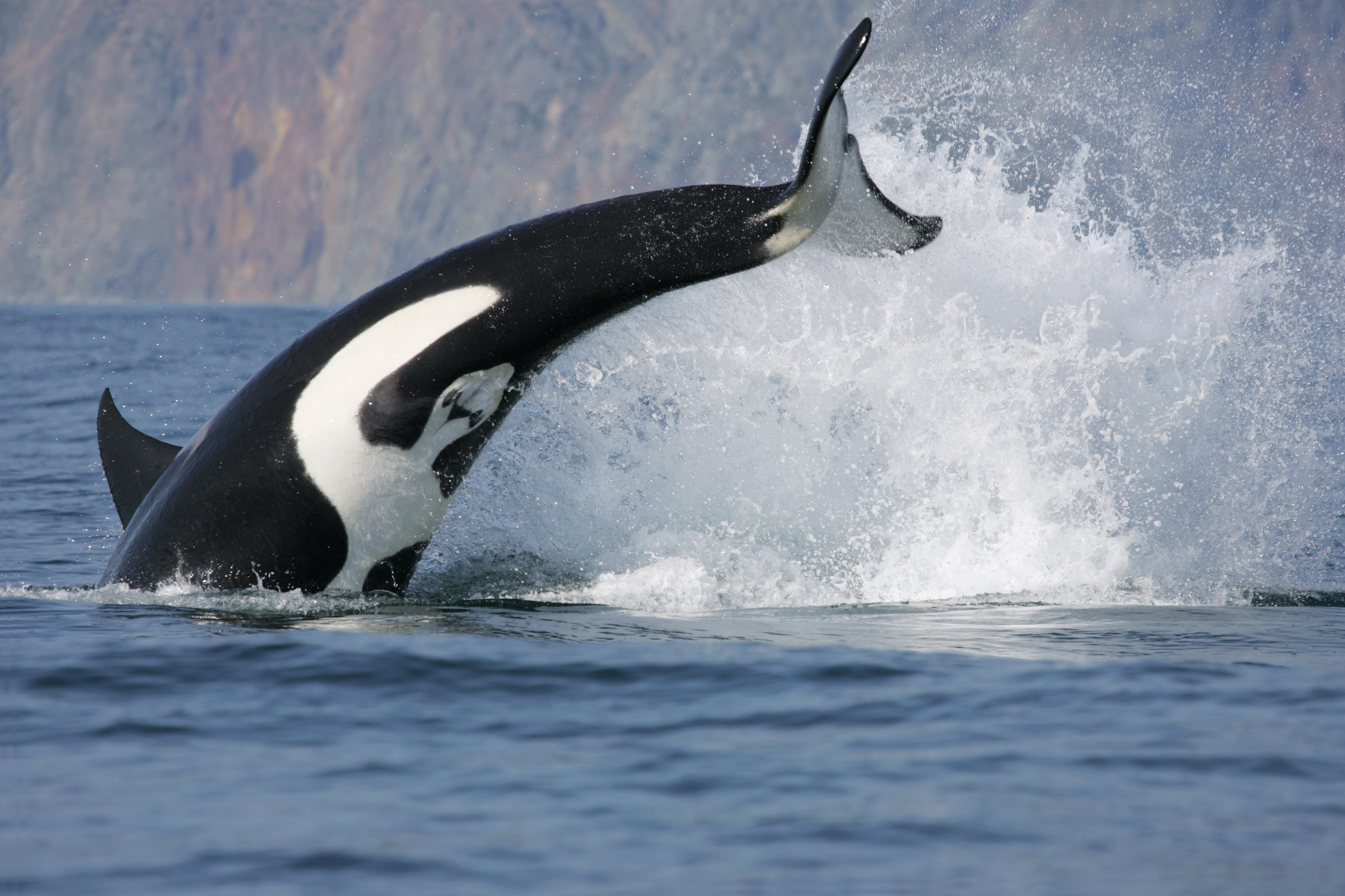 Killer whale, or orca, breaching in the Russian Far East, site of the Commander Islands State Biosphere Reserve, proposed for expansion. The IUCN Red List status of the killer whale is Data Deficient.  Credit: © 2011 Tatiana Ivkovich (Russian Cetacean...