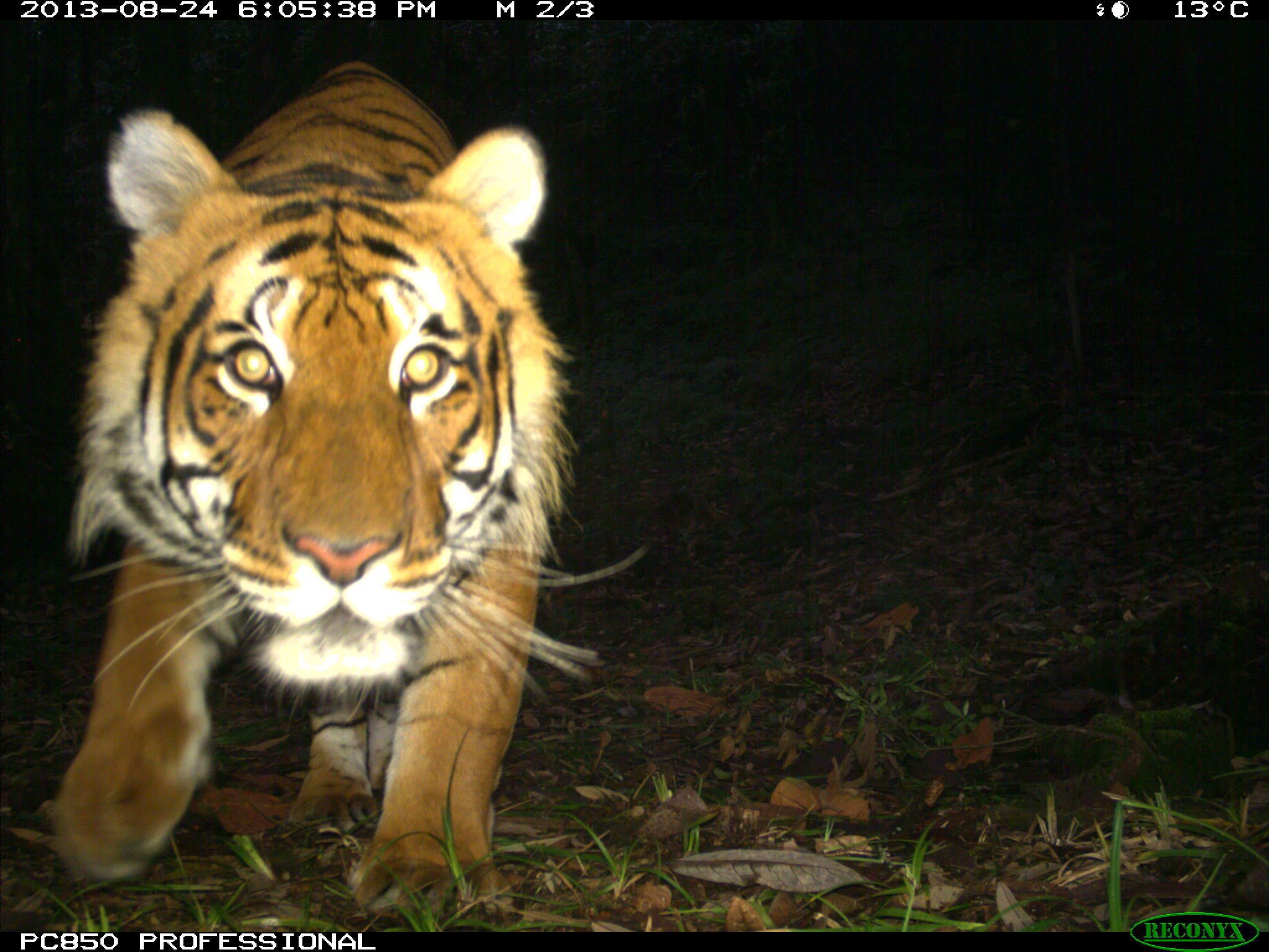 Bhutan tiger on camera trap