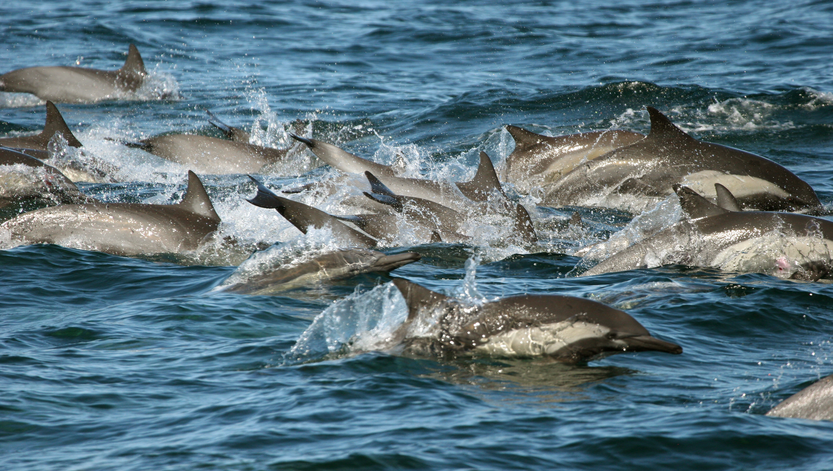 Short-beaked common dolphins in the proposed Alborán Sea Marine Protected Area, the most diverse area of the western Mediterranean. This dolphin has the IUCN Red List rating of Endangered in the Mediterranean and needs urgent habitat protection here....