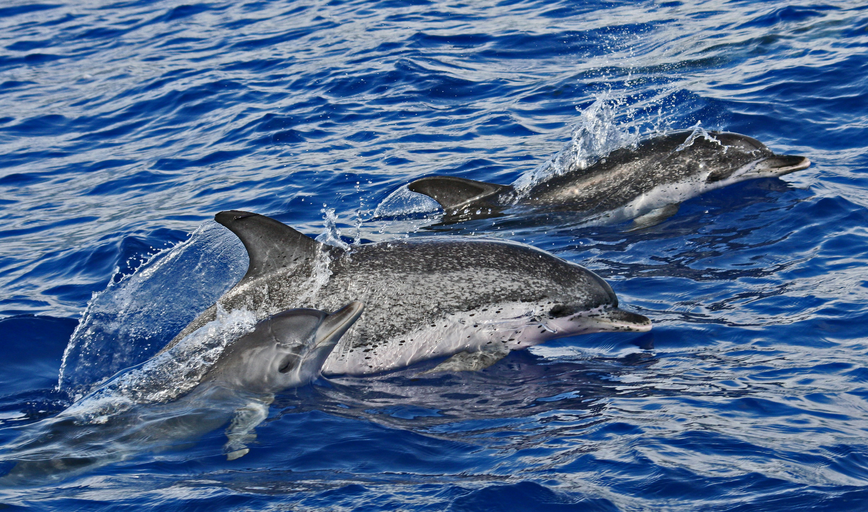 Pantropical spotted dolphins, mother and calf, travel through tropical sea of the Agoa Sanctuary, recently declared by France in the Caribbean and being considered for expansion and higher protection levels. Credit: © 2011 Cherylle Millard-Dawe, from...