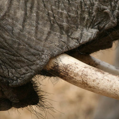 An elephant mouth in Tarangire National Park, Tanzania