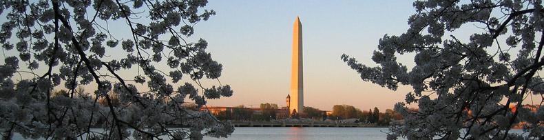 Washington Monument during Cherry Blossom festival